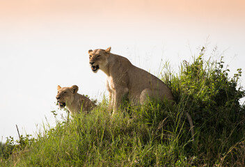 Klan lwic na afrykańskiej sawannie w Masai Mara National Park Kenya © kubikactive