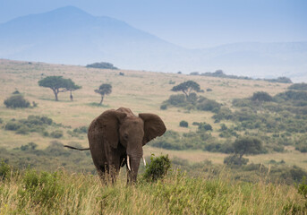 Samotny słoń na sawannie Masai Mara Kenia - obrazy, fototapety, plakaty