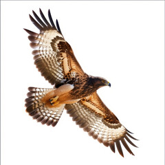 Majestic Eagle in Flight for Wildlife Conservation and Nature Documentary Use, white background