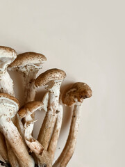 Fresh mushrooms of honey mushrooms lie on a trendy beige pastel background. Superfood autumn concept. Trend fresh mushrooms. Selective focus, copy space. Vertical photo