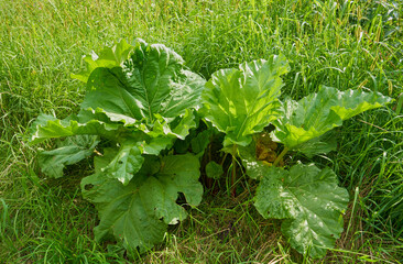 rhubarb bush, Rhubarb bush growing in the garden, Rhubarb stalks with large leaves containing oxalic acid.