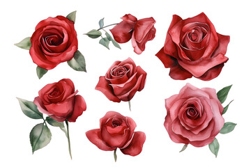 Fototapeta premium Collection of pink roses flowers isolated on transparent background