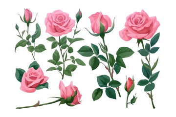 Collection of pink roses flowers isolated on transparent background