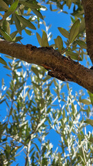 cicada on an olive branch