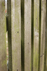 Fototapeta premium Wooden fence in the garden, close-up, selective focus