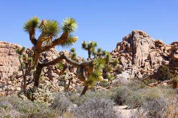 Beautiful Rocky Mountains and Yucca Tree in Joshua National Park in a Sunny Day