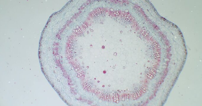 Cotton stem under a microscope with moving germs, microbes and bacteria. Infected view. Microscopic view of plant cells for botanic education. Cotton under a scope. A plant stem microscopic wideshot.