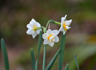 白い水仙の花