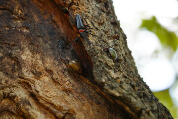 クビアカツヤカミキリ