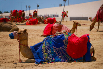 camels resting on the desert 
