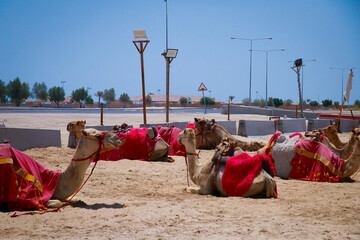 camels resting on the desert 