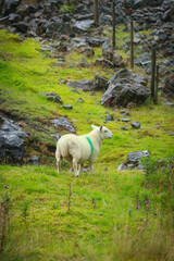 sheep in a green mountain