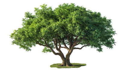 big green oak tree isolated on transparent background - 733799851