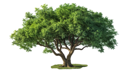 big green oak tree isolated on transparent background