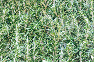 Eucalyptus leaves top view 