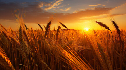 Ripe ears of wheat on a sunset