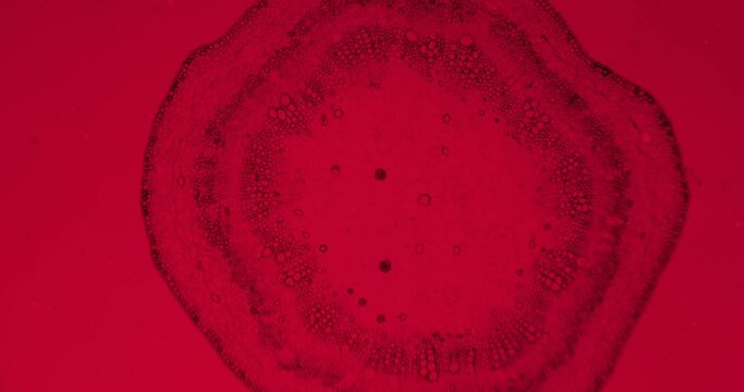 Cotton stem under a microscope with moving germs, microbes and bacteria. Infected view with a thriller red filter. Microscopic view of plant cells. Cotton under a scope. A plant stem close up