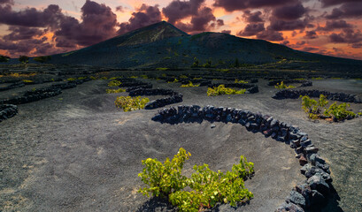 Viñedo La Geria en suelo volcánico negro. Paisaje escénico con viñedos volcánicos. Lanzarote....