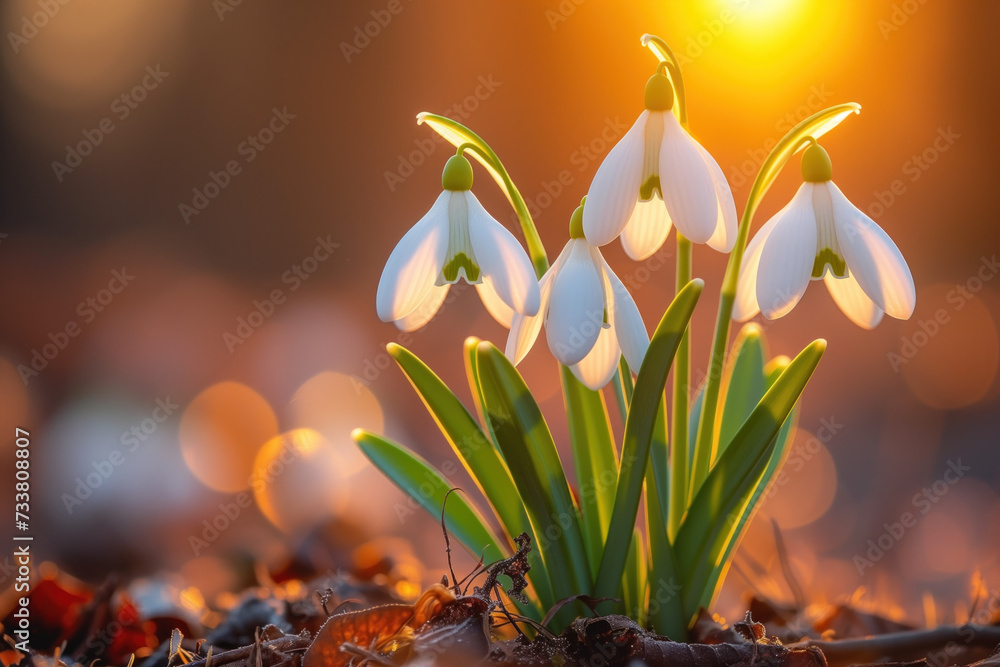 Poster a closeup of the snowdrop flowers receiving the first rays of sun. background image. created with ge