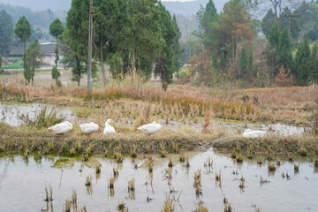 A group of white goose walks and grazes the grass paddy field stem. They appear relaxed and at...