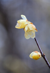 黄色いロウバイの花