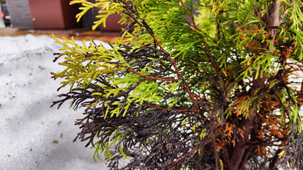 Little sick thuja cypress. An evergreen tree in the yard in early spring or winter with dead black...