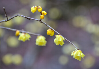 黄色いロウバイの花