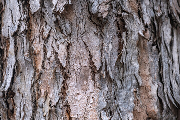 eucalyptus tree bark. natural wood texture.