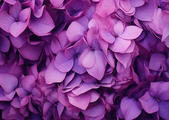 a closeup image of purple lilacs with beautiful pink petal abstracted on a glowing background
