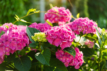 Blooming hydrangea bush, summertime floral background	