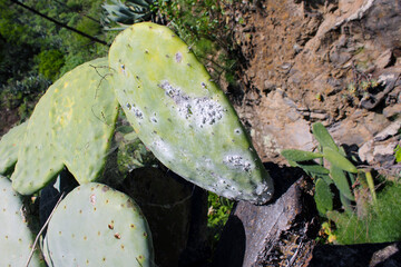 Opuntia cochineal scale (Dactylopius coccus) on the leaf of an Opunitie (Opuntia), Gran Canaria,...