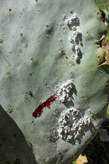 Opuntia cochineal scale (Dactylopius coccus) on the leaf of an Opunitie (Opuntia), Gran Canaria,...
