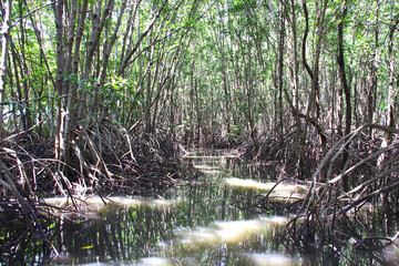 The ecosystem of the mangrove forest is a breeding ground for aquatic animals showing natural...