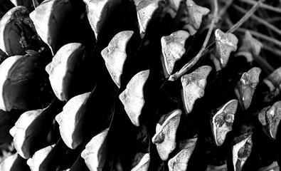 Pine tree cones in Sierra de Cazorla y Segura