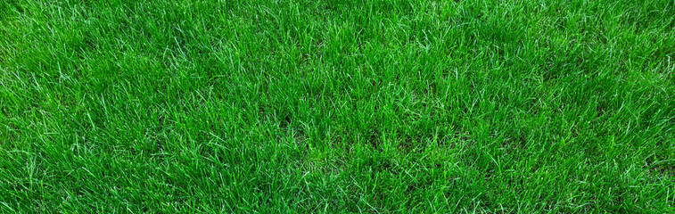 Fresh green grass as background outdoors, closeup. Banner design