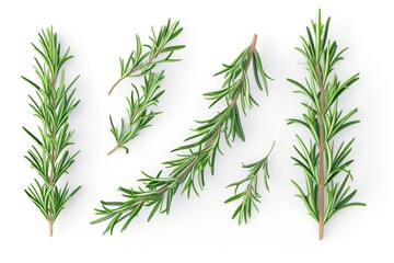 Fototapeta premium bamboo leaves isolated on white