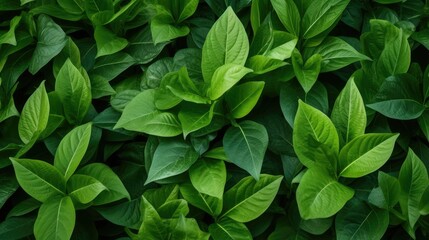 Chic Leafy Green Pattern