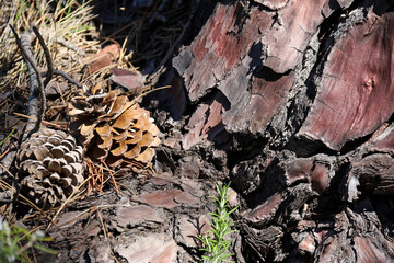 Pine tree cones in Sierra de Cazorla y Segura