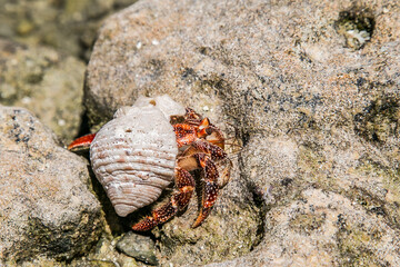 Strawberry red hermit crab walks on rocky beach. Scavenger Coenobita perlatus crawl on the sunny beach, on tropical bay. Paradise destination on the Cook Islands, Rarotonga.