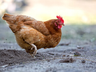 Hen on the farm