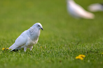 Pigeon in a clearing