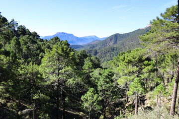 Fototapeta na wymiar Pinus Nigra forest in Sierra de Cazorla y Segura