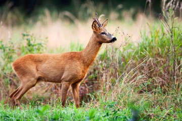 Buck deer in the forest