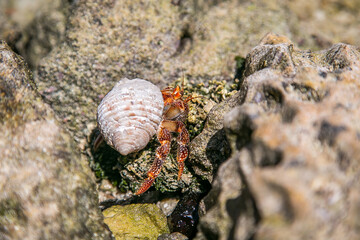 Strawberry red hermit crab walks on rocky beach. Scavenger Coenobita perlatus crawl on the sunny beach, on tropical bay. Paradise destination on the Cook Islands, Rarotonga.
