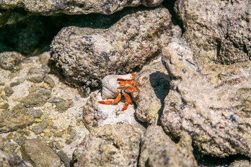Strawberry red hermit crab walks on rocky beach. Scavenger Coenobita perlatus crawl on the sunny beach, on tropical bay. Paradise destination on the Cook Islands, Rarotonga.