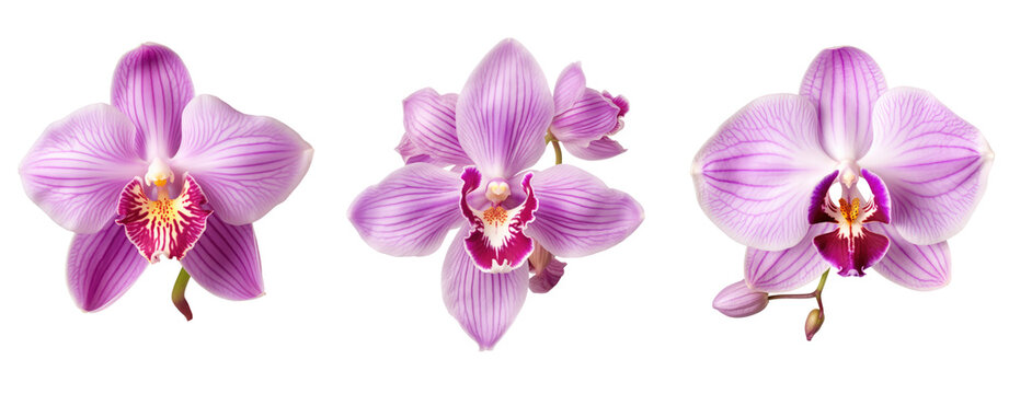 Set of colorful Orchid blossom, flower isolated on white and transparent background for crop image use.