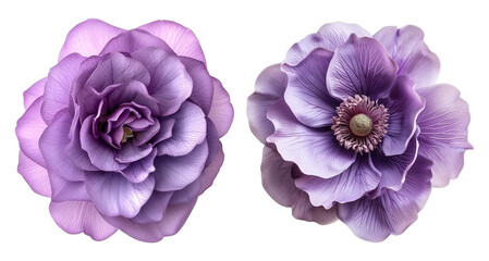 purple flowers isolated on transparent background	