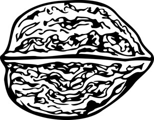Hand drawn vector line illustration of manchurian nut isolated on a white background.