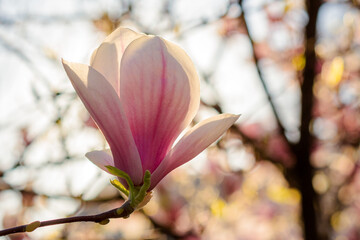 big pink bud of magnolia tree in blossom. beautiful natural background in spring