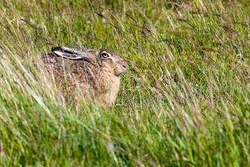 Feldhase im Sommer in Brandenburg	